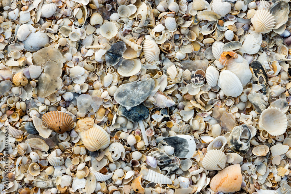 Background from sand and shells