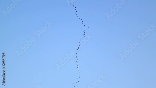 flock of pigeons birds fly over,migratory birds