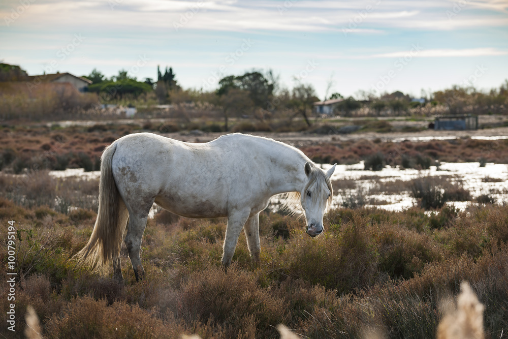 Obraz premium White Horse