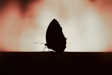 Fototapete Schmetterlinge im Grunge Schmetterling Silhouette Dekorativer Stil  © madcat_madlove
