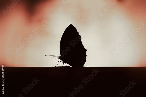 Silhouette butterfly wallpaper background