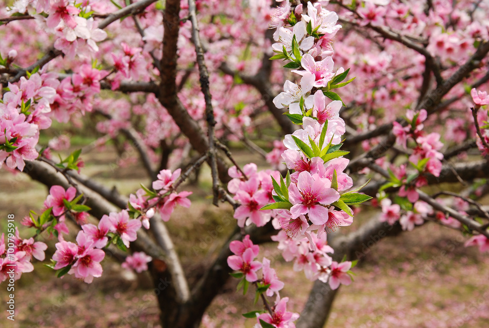 The beautiful blooming peach flower in spring The beautiful blooming peach flower in spring