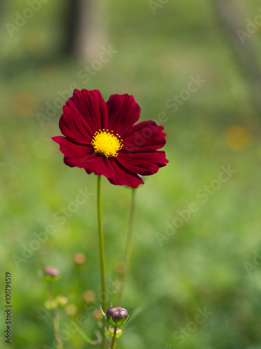 Fototapeta Naklejka Na Ścianę i Meble -  red cosmos flower