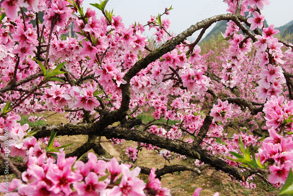The beautiful blooming peach flower in spring The beautiful blooming peach flower in spring