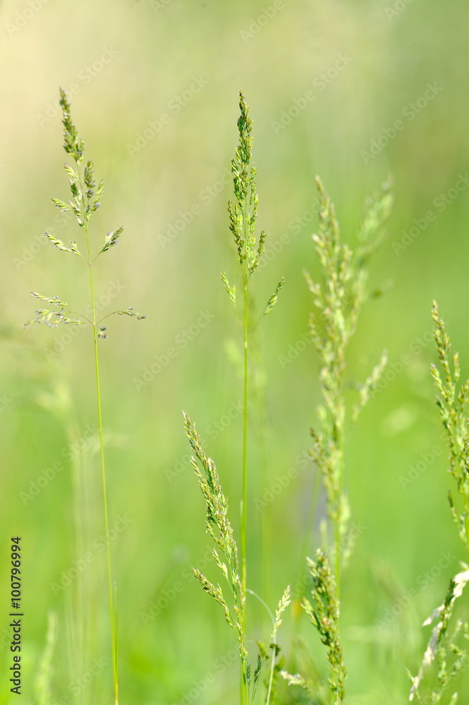 closeup of green cereal field