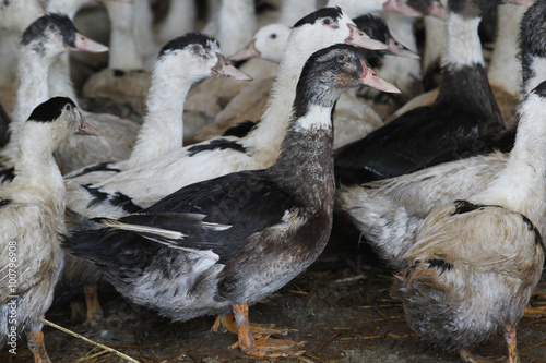 Fototapeta Naklejka Na Ścianę i Meble -  ELEVAGE DE CANARDS MULARDS