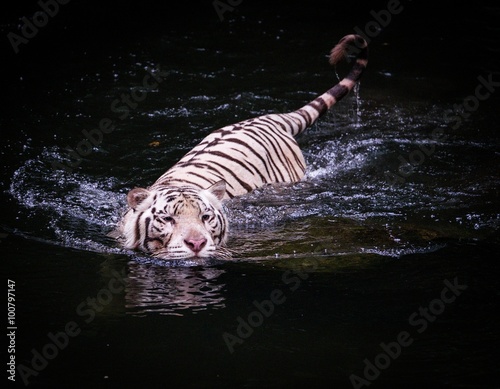 Picture of a white tiger walking in water