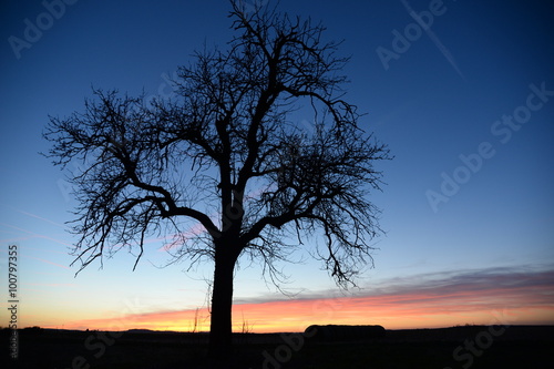 Baum mit Abendhimmel