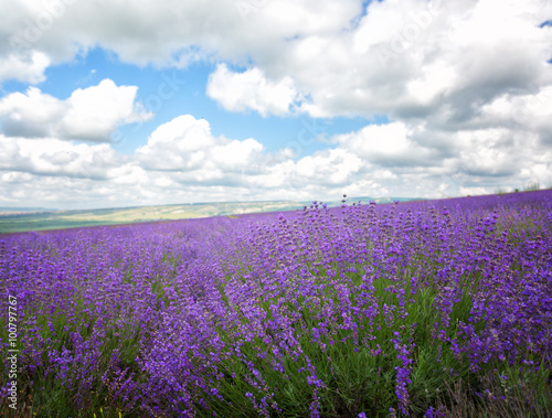 Big field of the blossoming lavender in summer day