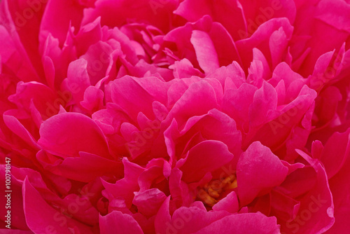 close up of red peony flower