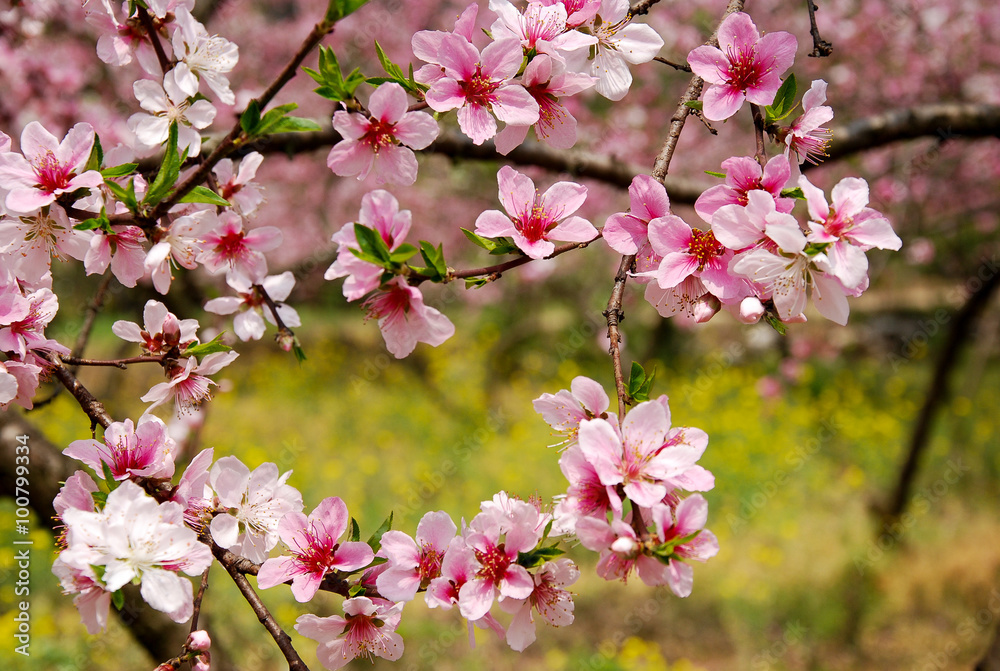 The beautiful blooming peach flower The beautiful blooming peach flower