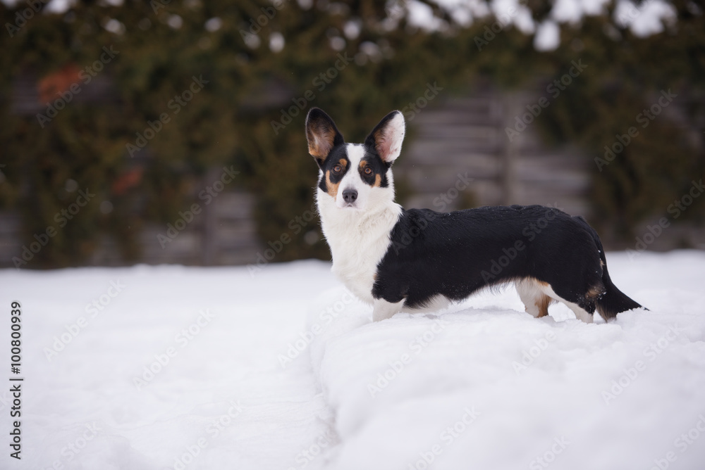 welsh corgi cardigan dog outdoors welsh corgi cardigan dog outdoors