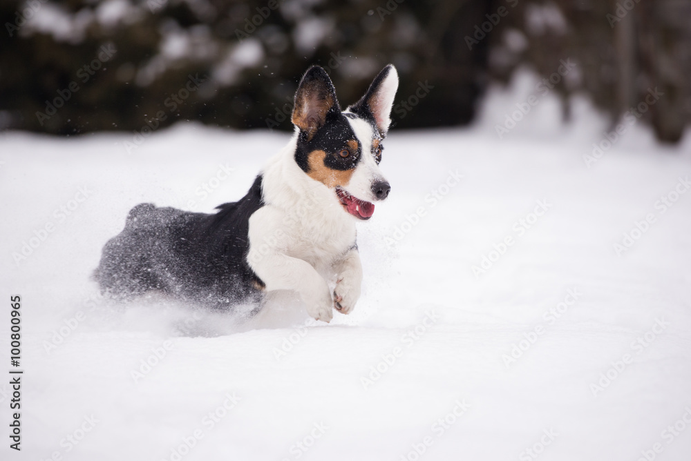 welsh corgi cardigan dog outdoors in winter