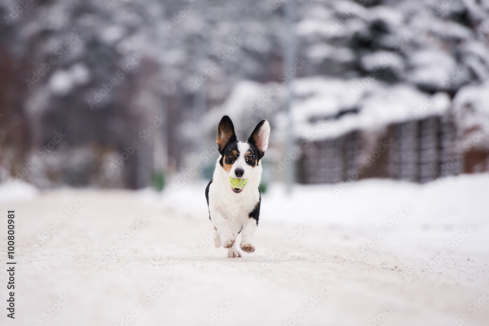 Obraz premium welsh corgi cardigan dog outdoors in winter