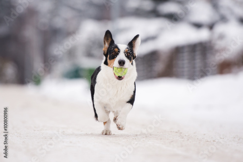 welsh corgi cardigan dog outdoors in winter © otsphoto