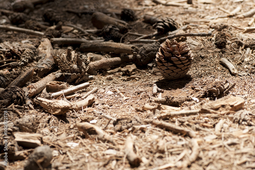 close-up of a pine cone in a pine forest.
