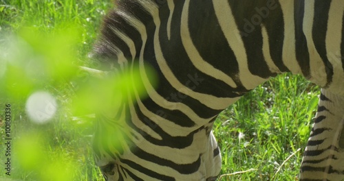 Zebra, Striped Neck Closeup, Grazing,Nibbling Grass