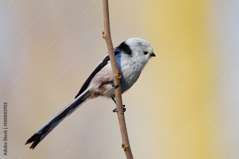 Naklejka premium long tailed tit in natural habitat (aegithalos caudatus)
