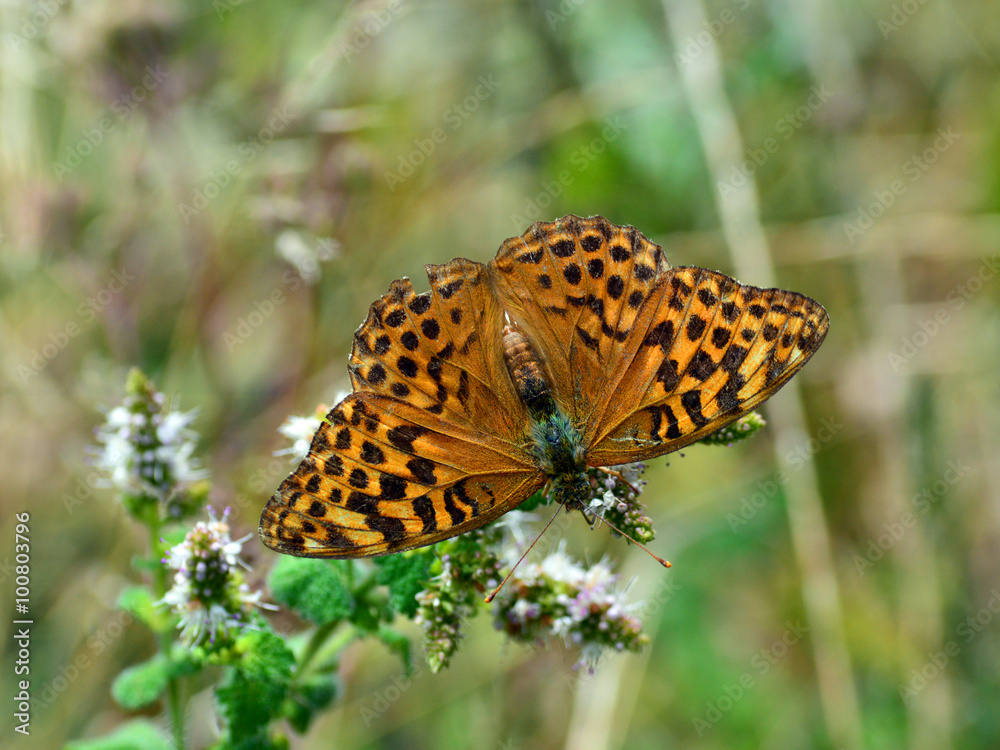 Obraz premium Nacarada - 3