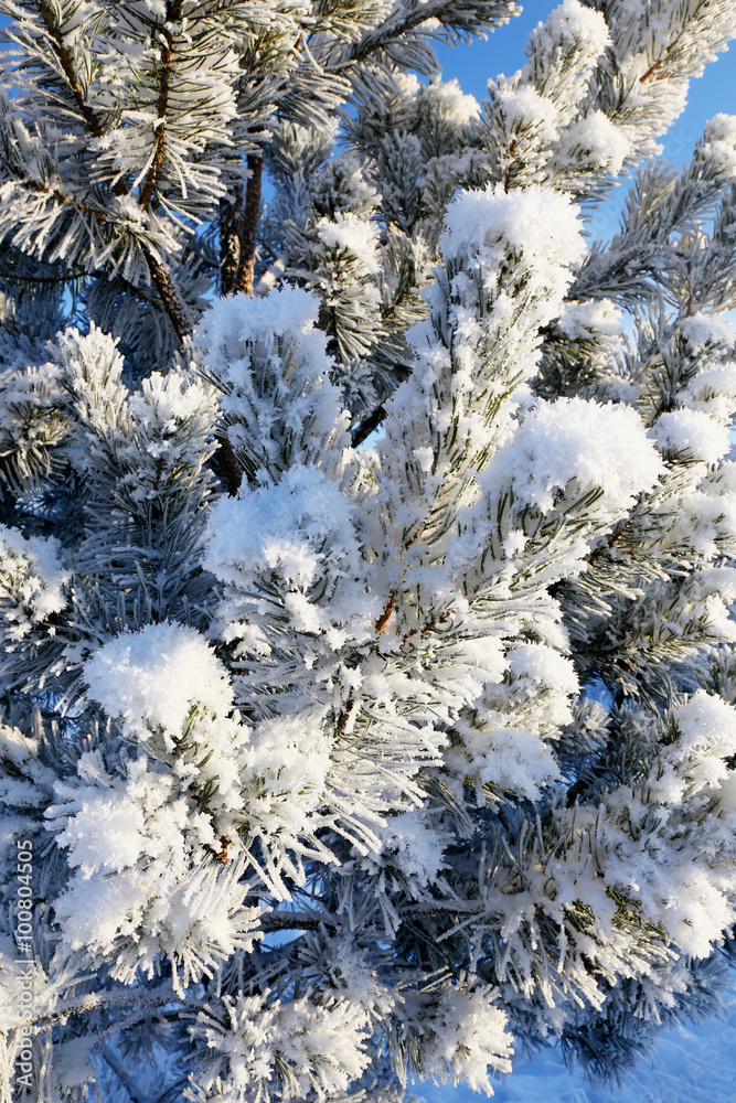 Pine branches in the frost