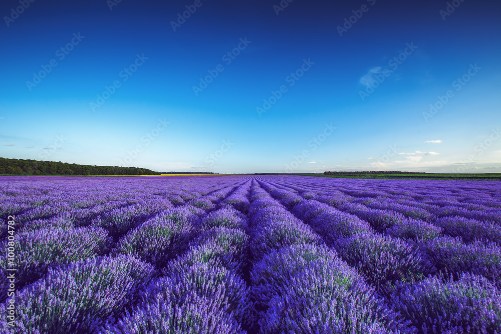 Naklejka premium Lavender field in Provence