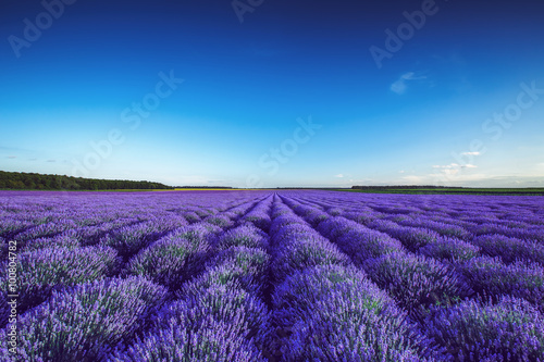 Fototapeta Naklejka Na Ścianę i Meble -  Lavender field in Provence