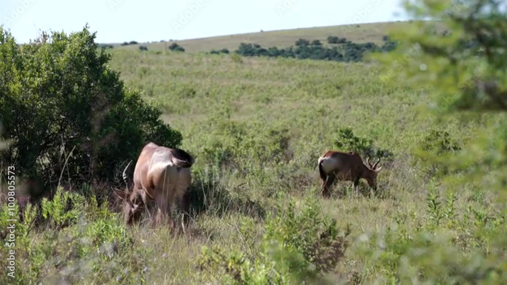 Two hartebeests in Addo Elephant National Park South Africa