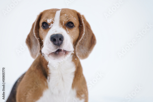beagle dog outdoor funny portrait in winter