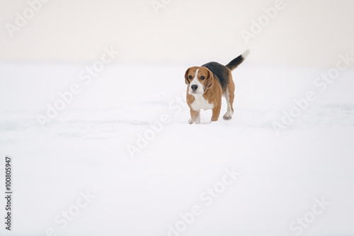 Fototapeta Naklejka Na Ścianę i Meble -  beagle dog outdoor running in snow