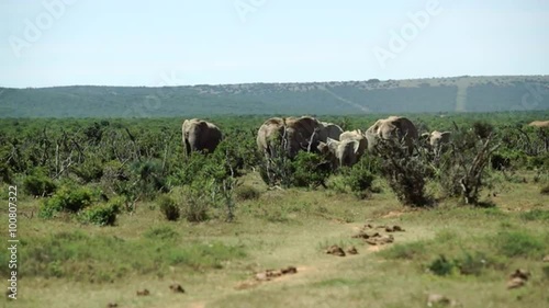 Big herd of elephants walking towards the camera in Addo Elephant National Park South Africa