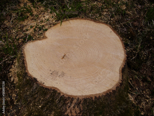 Tree stump showing growth rings