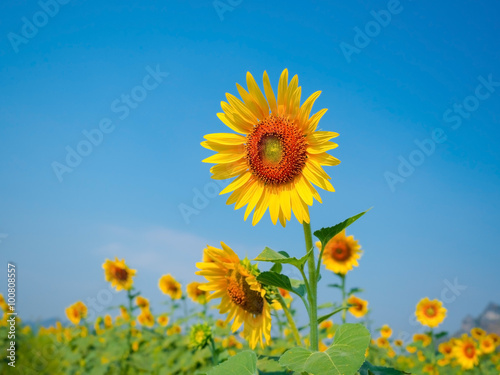 sunflowers on the plantation farm