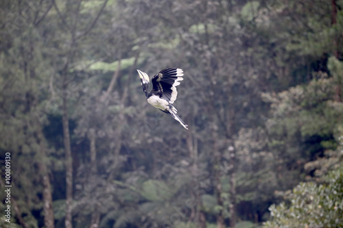 Orientall pied-hornbill, Anthracoceros albirostris photo