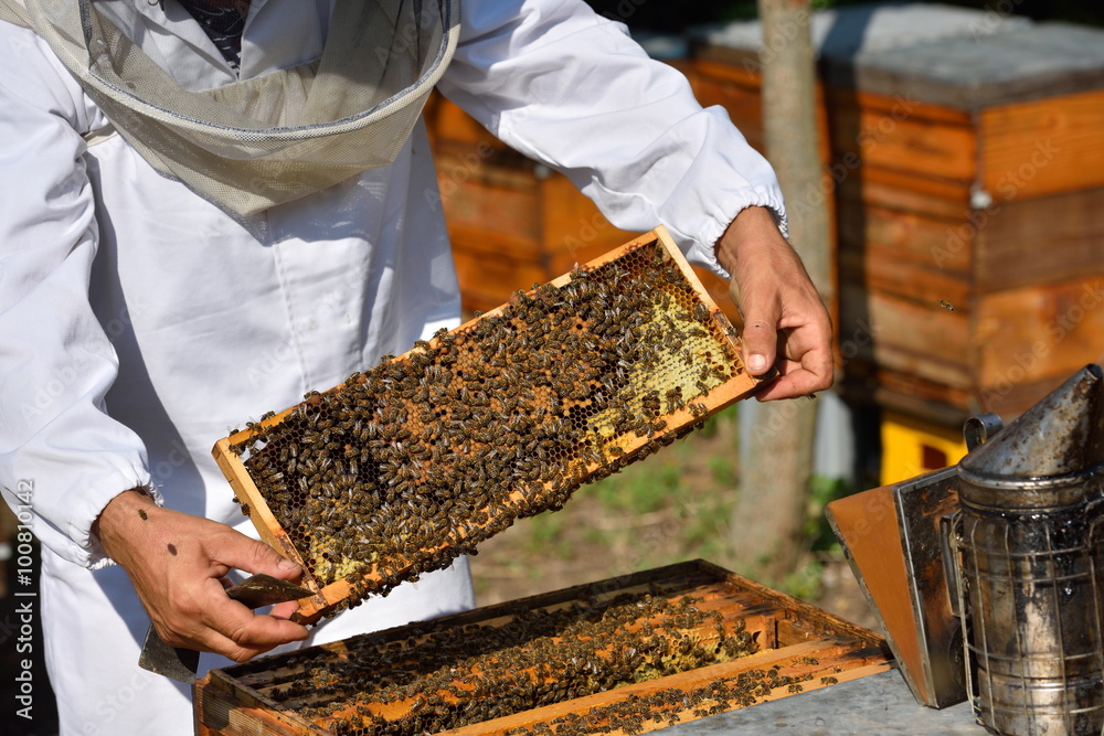 Beekeeper holding frame of honeycomb with working bees Beekeeper holding frame of honeycomb with working bees