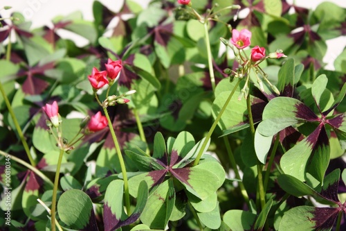 Red blossoming lucky clover Oxalis tetraphylla