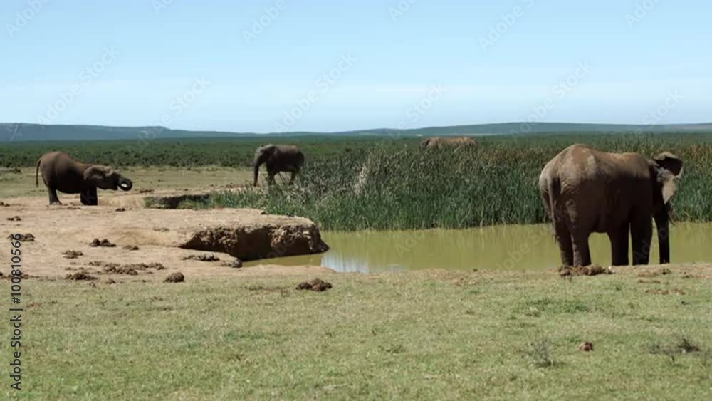 Elephants around the waterpool in Addo Elephant National Park South Africa Elephants around the waterpool in Addo Elephant National Park South Africa