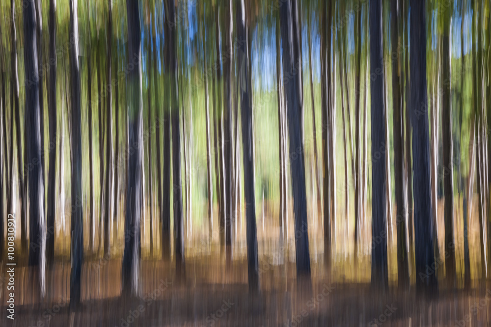 Obraz premium Pine forest