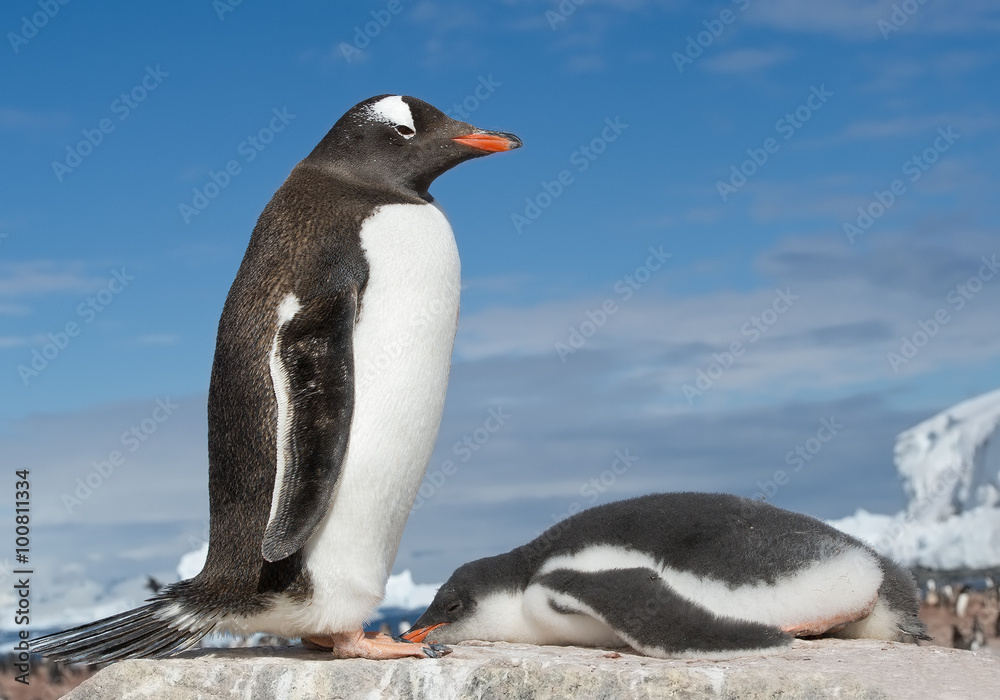 Fototapeta premium Young Gentoo penguin lying on the rock in front of his parent, with icy blue background, Antarctica