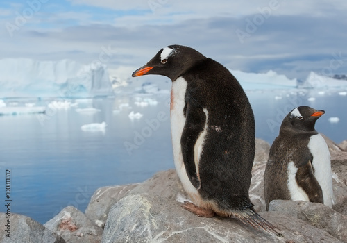 Pair of Gentoo penguins resting on the rock with icy blue background, Antarctica