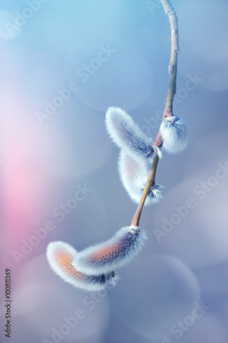 Branch of  blossoming willow with catkins closeup