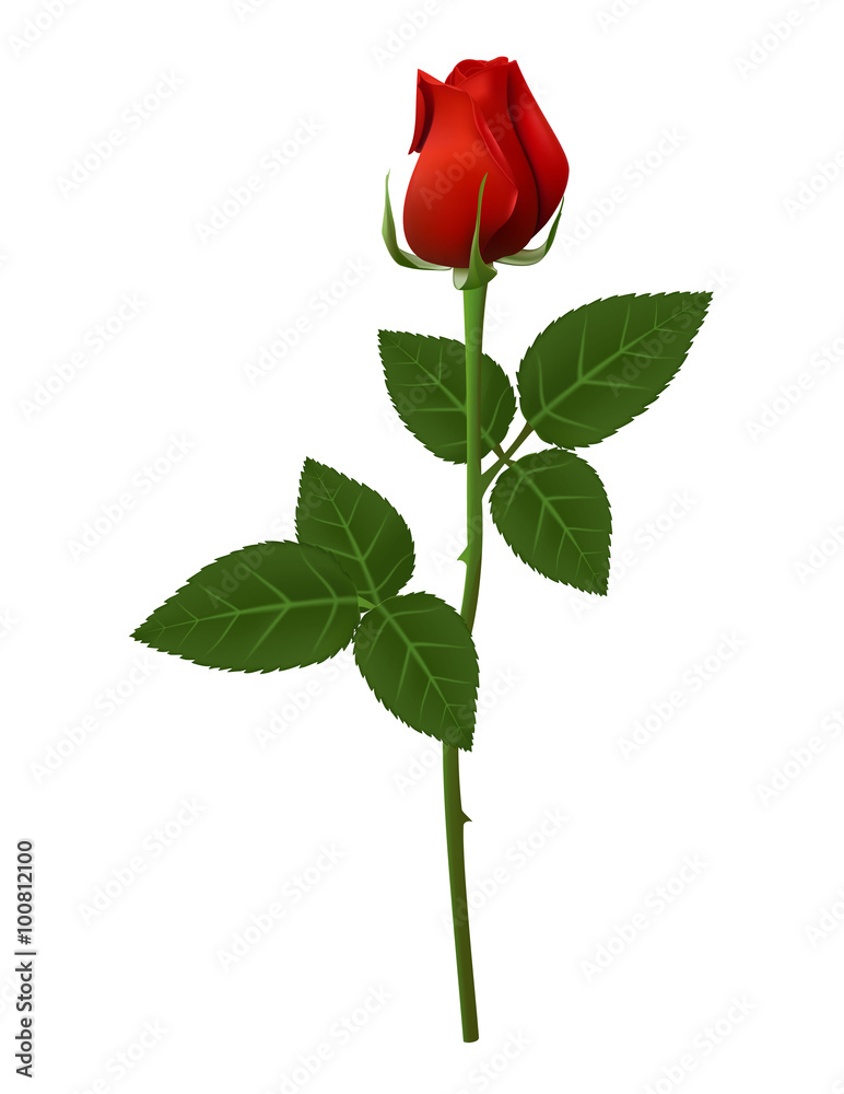 red rose