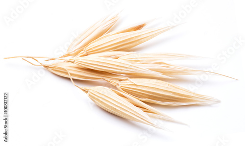 Oat plant isolated on a white background. photo