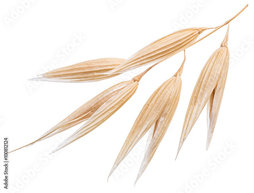 Oat plant isolated on a white background.