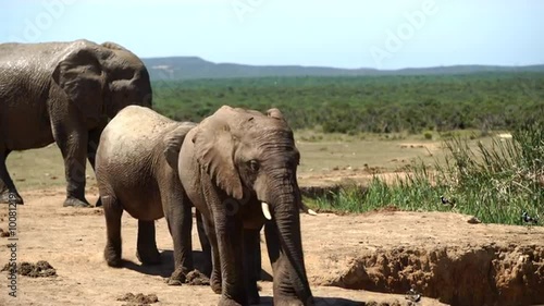 Young elephant drinking from a waterpool in Addo Elephant National Park South Africa