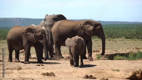 Cute baby elephant walks towards the camera in Addo Elephant National Park South Africa