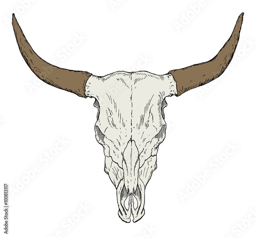 Bull Skull