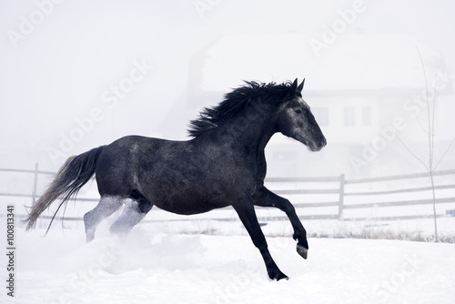 Beautiful horse running in winter