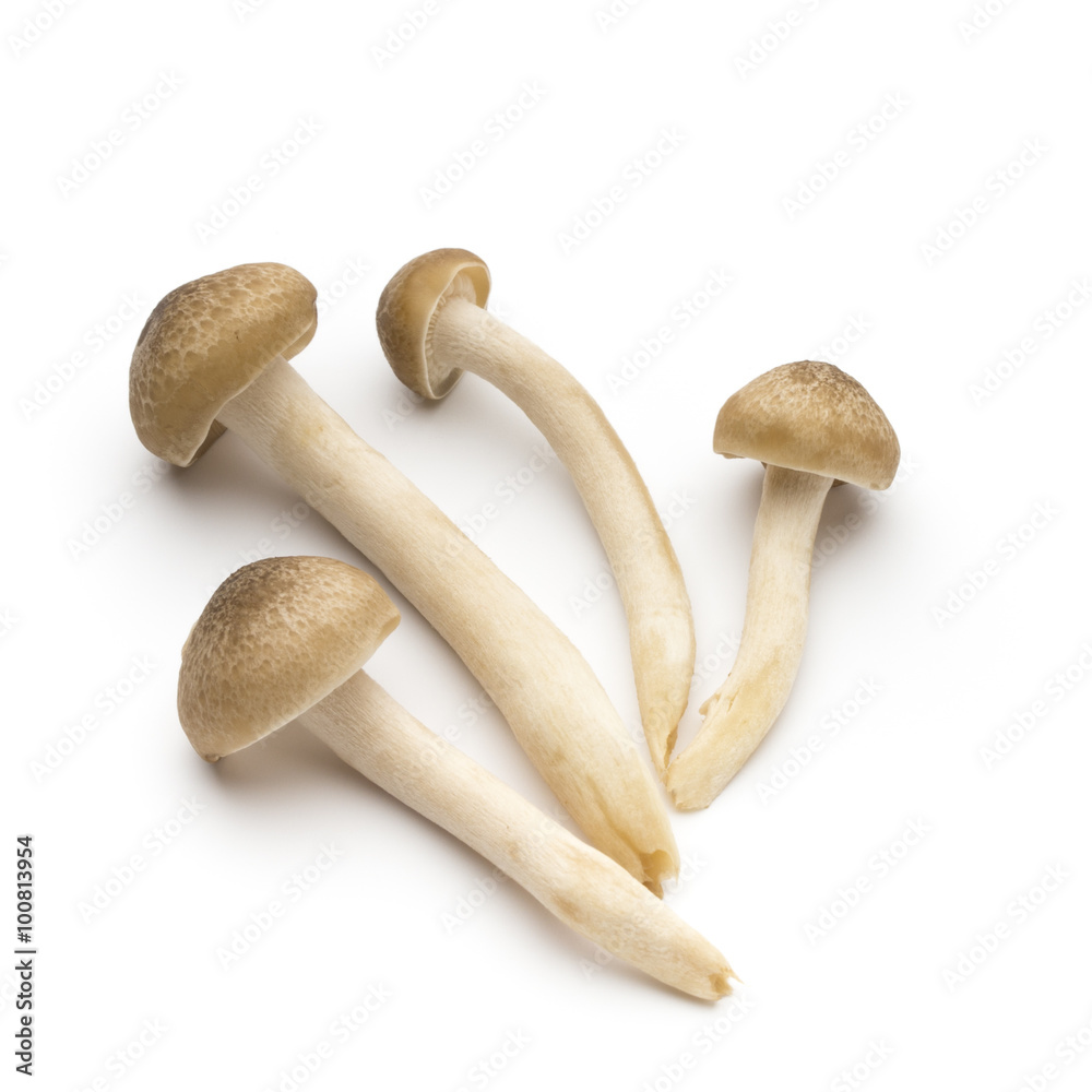 Mushroom on the isolated background. Mushroom on the isolated background.