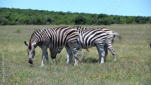 Group zebras in Addo Elephant National Park South Africa