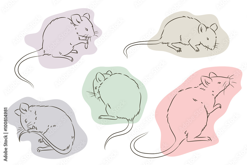 Fototapeta premium Stock illustration. Outline of the mouse in a different position
